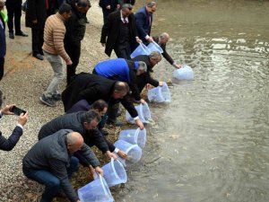 SAREM’de yetiştirilen bin 100 anaç yağ balığı, Seydişehir’de doğayla buluştu