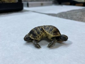 Siyam ikizi kaplumbağalar ’Pamuk’ ve ’Kale’ himaye altında