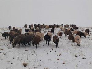 Yaylalardan indirilmeye başlanan koyun sürüsüne kar yağışı zor anlar yaşattı