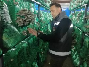 Kırklareli’nde istiridye mantarı üretimi artıyor