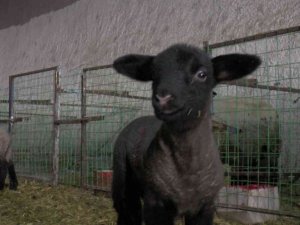 İngiliz koyunları Nevşehir’de