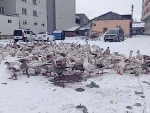 Göle beyaz örtüyle kaplandı