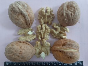 Sapanca Cevizi SUBÜ çalışmalarıyla markalaşıyor