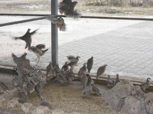 Bu keklikler doğal dengeye katkı sağlıyor