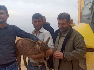 Yavru yaban keçisi tedaviye alındı