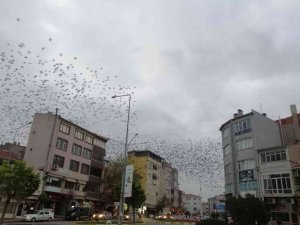 Tekirdağ’da kargalar gökyüzünü istila etti