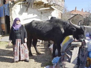 Manda yetiştiriciliğine destek
