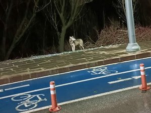 Kelkit’te ilçe merkezine inen kurt kameralara takıldı