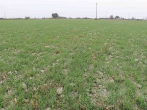 Bu yıl Söke Ovası’nın yarısı Buğday olacak