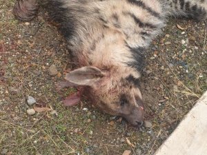 Bingöl’de nesli tükenmekte olan çizgili sırtlan telef olmuş bir şekilde bulundu