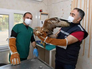 İzmir’de parkta bulunan kızıl şahin koruma altında