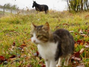 Kedi Kasabası’nın ‘Misafir’i