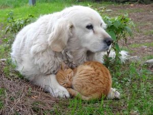 Kedi ile köpeğin dostluğu görenlerin dikkatini çekiyor