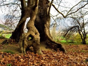 Bin yıllık çınar ağacı, yıllara meydan okuyor