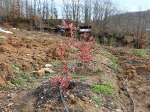 Yaban mersini Marmara Ovası’nın gözde bitkisi olacak