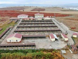 Bu barınak 5 yıldızlı otelleri aratmıyor