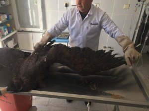 Tedavi edilen yaralı akbaba yeniden uçtu