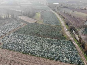 Turşuların başrol oyuncusu lahananın hasadına başlandı