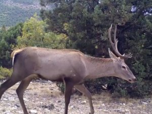 Yaban hayatın bir birinden ilginç görüntüleri fotokapanlara yansıdı
