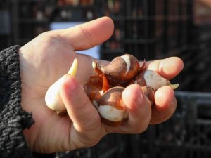 Sincan’da binlerce lale ve sümbül toprakla buluşuyor