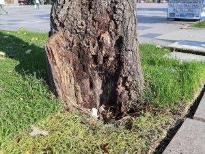 Tehlike arz eden ağaçlar kaldırılıyor