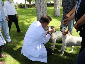 Kimliklendirme yapmayan tehlikeli ırk köpek sahiplerine para cezası verilecek