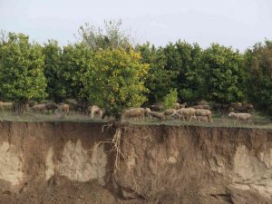 Aşırı yağışla kayan toprak, ağacın saçaklarını ortaya çıkardı