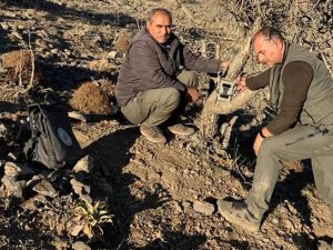 Elazığ’da yaban hayatı ve kaçak avcılar, fotokapanlarla tespit ediliyor