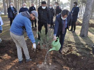 Ömrünü dolduran ağaçların yerine yenileri dikildi
