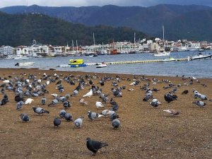 Sahilin keyfini bu defa güvercinler çıkardı