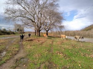 Irmak kenarında otlayan hayvanlar son anda kurtarıldı
