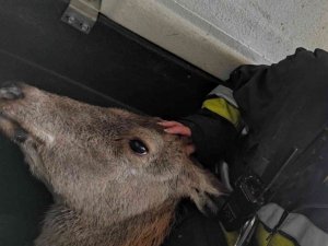 Denizde çırpınan geyiği itfaiye kurtardı