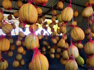 Fileye giren kavunların raf ömrü uzuyor