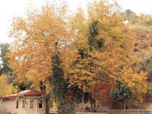 Pınarbaşı sonbaharın renklerine büründü