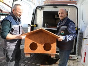 Kedi Evi projesi İlkadım’da hayat buldu