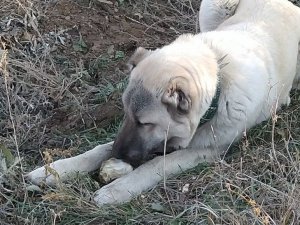 Şeker bağımlısı köpek dikkat çekiyor