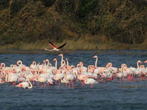 Türkiye’nin en değerli sulak alanlarından Hersek Lagününde görsel şölen