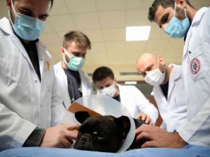 Hayvan Hastanesi’nde hizmet 7/24 devam ediyor