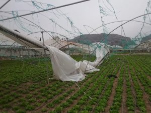 Şiddetli fırtınada seralar adeta yerle bir oldu