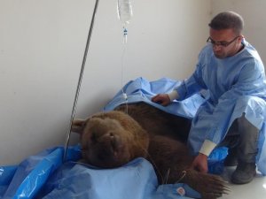 Tedavi altındaki ayı telef oldu