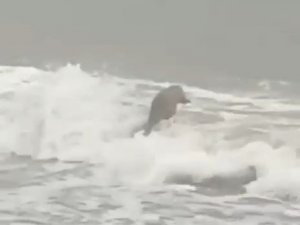 Lodosta karaya vuran su samuru karnının doyururken görüntülendi