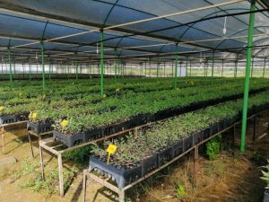 Mersin’de ’klonal okaliptüs’ fidanları toprakla buluşmaya hazır