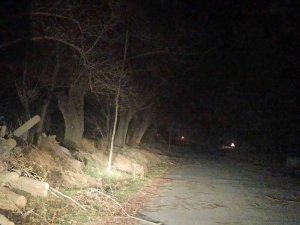 Şuhut’ta lodos ağaçları kökünden devirdi