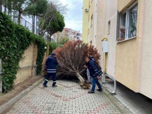 Lodosun yaraları sarılıyor