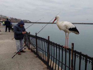 O leyleğin başına gelmeyen kalmamış