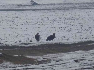 Göç yolunda yorulan akbaba çifti Kars’a indi