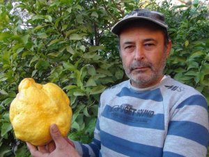 Türkiye’nin en büyük limonu 2 kilo 40 gram