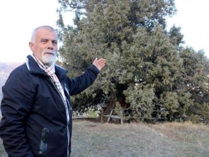 Görenleri hayrete düşürüyor, yaklaşık bin yıllık