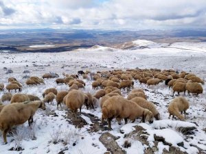 Karla kaplı merada otlanan koyunlar ilginç görüntüler oluşturdu