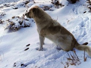 Yüksekova’nın yüksek kesimlerinde kar 5 santimetreyi buldu
